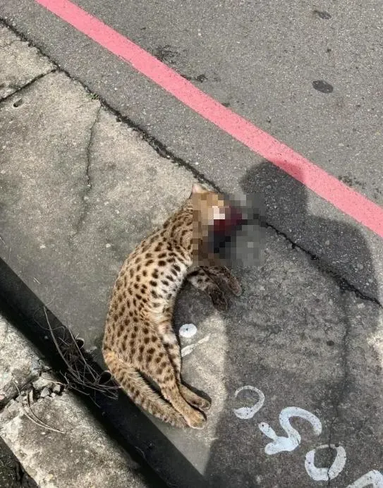 台中高鐵旁石虎遭路殺！　保育員見吐血遺體超心痛