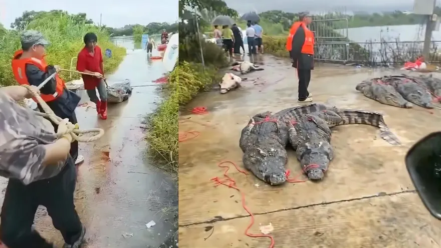 影/緝拿「鱷」勢力！淹水致養殖場逾70隻鱷魚出逃　官方急籲：不要出門