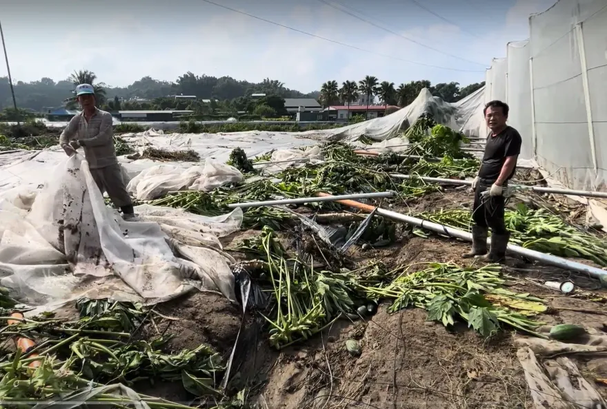 影/嘉義豬雞屍山一座座、木瓜樹全倒！慘狀曝　豪雨農損3000萬