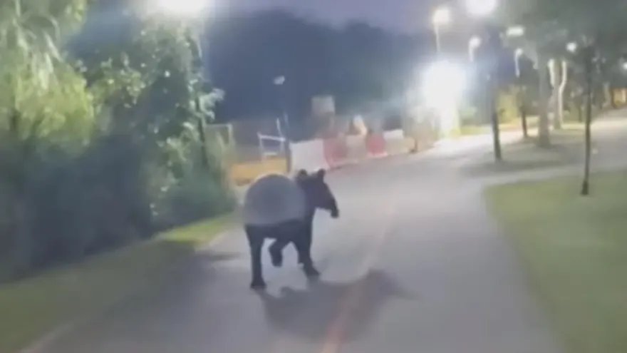 影/非工讀生扮演！星國男騎腳踏車聽見馬蹄聲　他轉頭看傻「馬來貘超車」