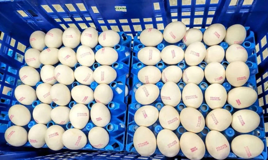 駁進口量失控！農業部：進口蛋大量過期是「進口資訊掌握不夠精準」