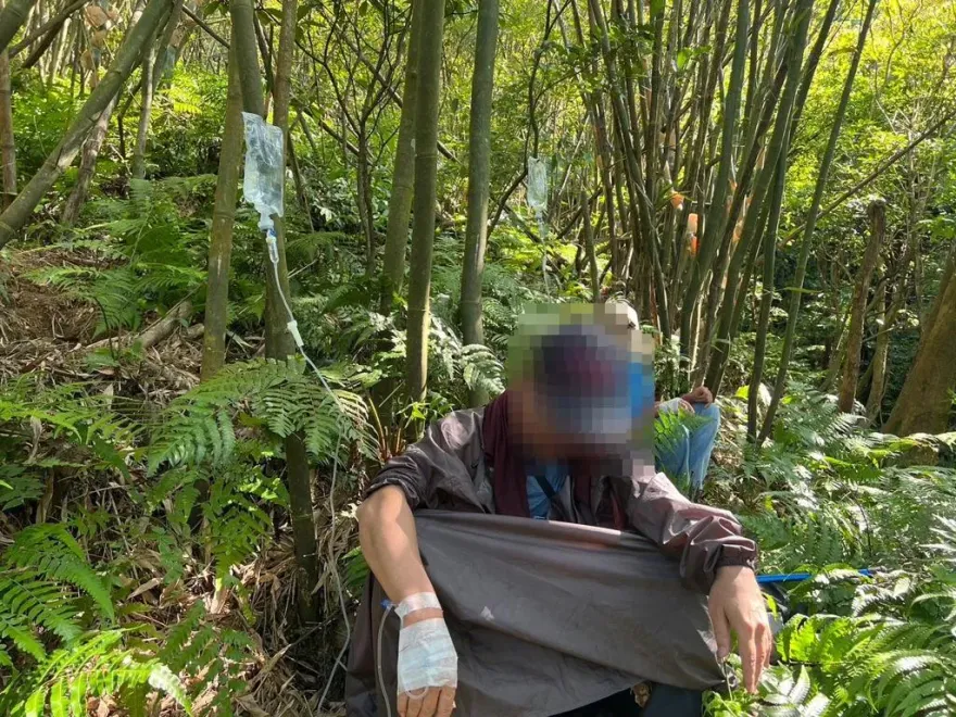 新北瑞芳11名登山客遭虎頭蜂螯傷　動保處授4招自保守則