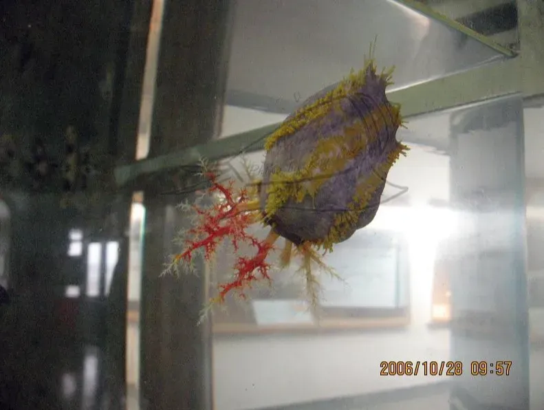 「海參核彈」大爆發！澎湖海域海蘋果增加　生態影響待觀察
