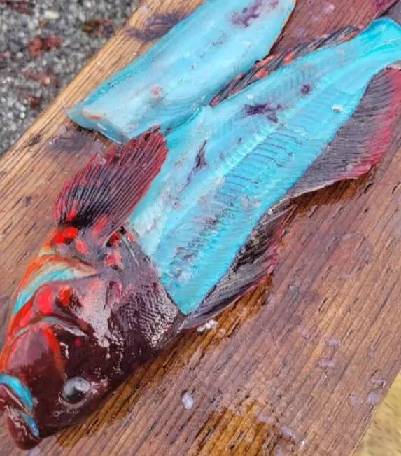 難得一見！男子釣到亮橘色鮮豔大魚　剖開魚肉竟呈詭異藍色