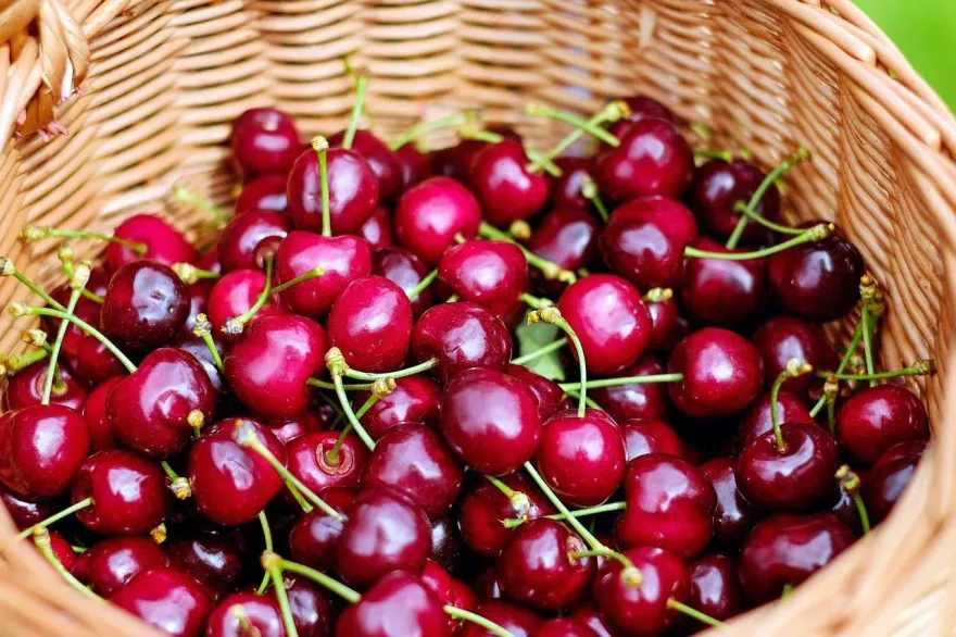 不必狂喝紅豆湯！10種「補鐵食物」大公開：動物性所含鐵質更好吸收