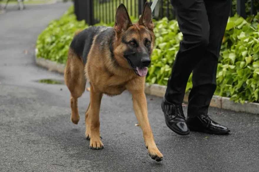拜登愛犬「指揮官」再傳咬傷特勤人員　已是第11次「犯案」