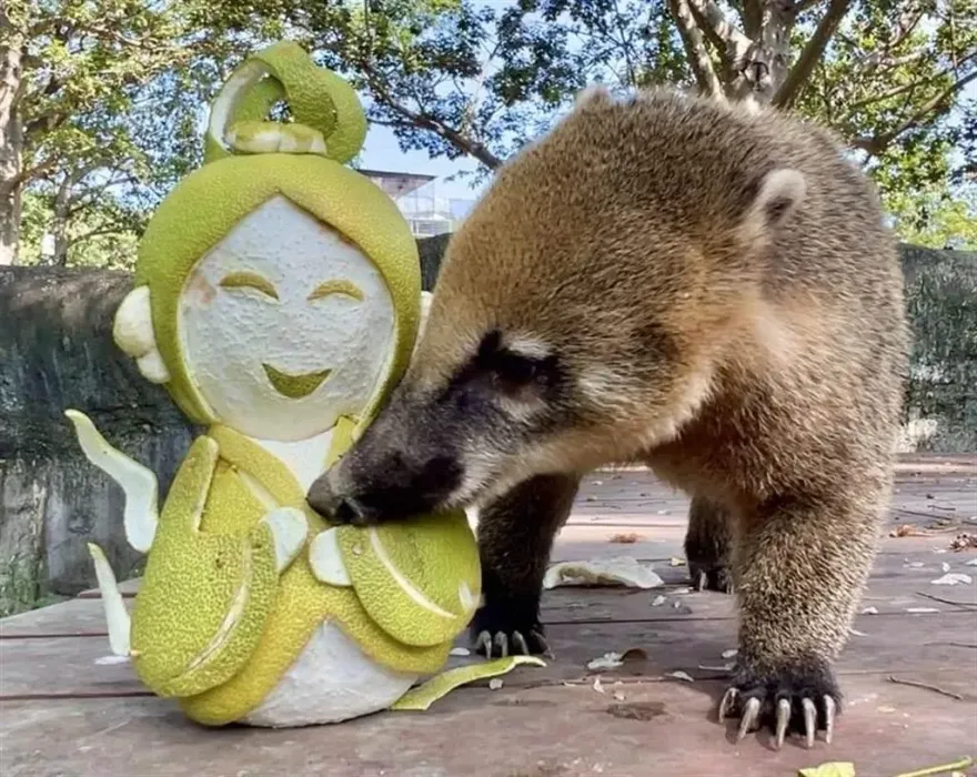 動物也要過中秋！高雄壽山動物園送上嫦娥、吳剛造型柚　吃相萌翻天