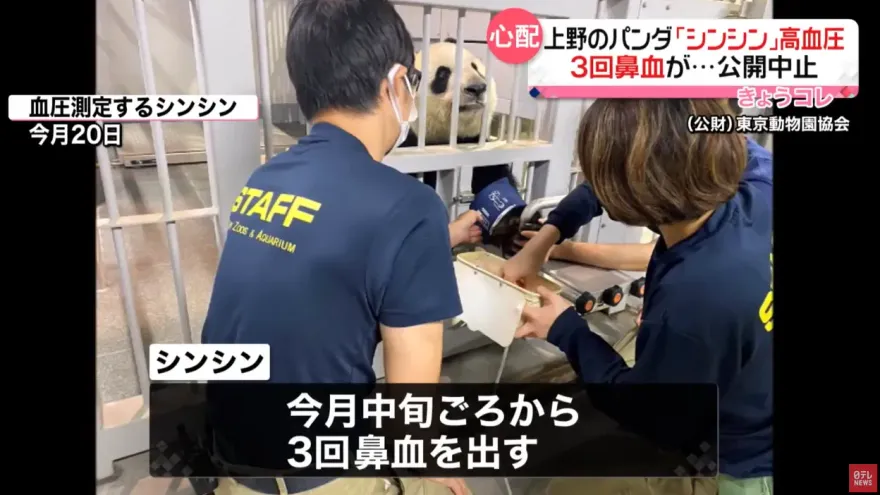 影/旅日大貓熊「真真」一個月流三次鼻血　血壓偏高暫停見客養病