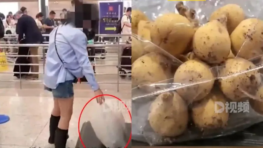 影/不是長蟲！用水果「偷渡」49隻活體昆蟲被逮　網友嘲：蛋白質超標了