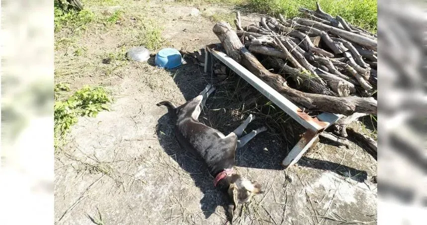 恆春比丘尼虐狗！拴木堆活活曬死　寺方不演了：都是過去的事