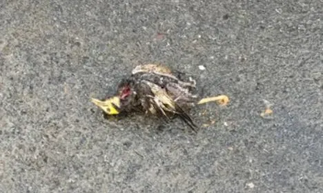 影/砰！家八哥飛觸電纜成「鳥仔巴」　害苗栗頭份439戶停電半小時