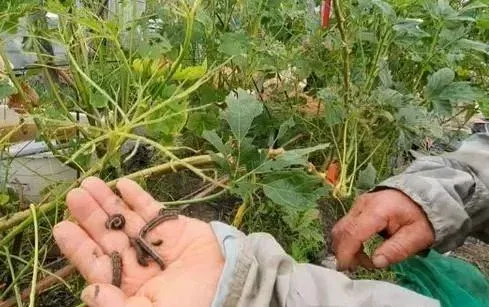 宜蘭爆蟲蟲危機！旋流路作物爬滿「甜菜夜蛾幼蟲」　農民心血一夕全啃光
