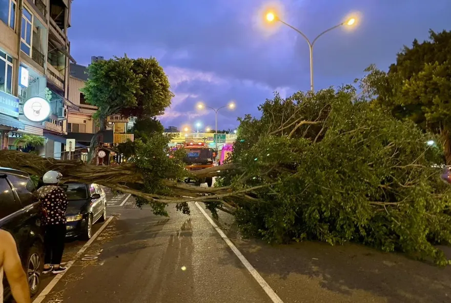 快訊/小犬發威！台中巨樹不敵強風倒塌　橫躺路中崇德路3線道封閉