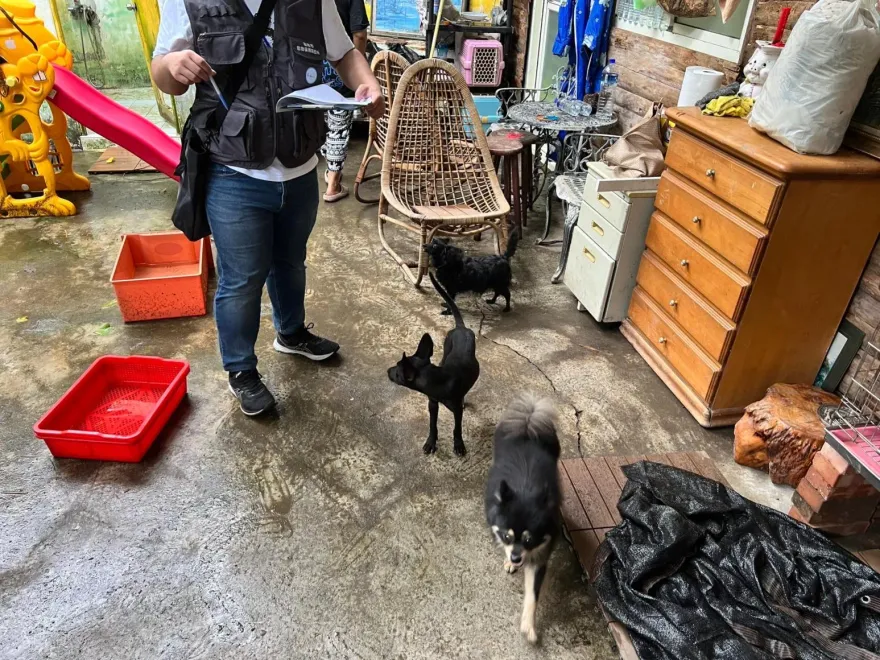 影/遭控基隆山區「丟包」28隻犬貓！竹縣動保所澄清好心幫忙運載…譴責飼主個人行為