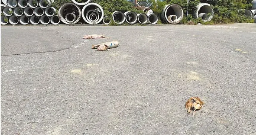 屍體哪來的？銅鑼驚見死豬雞躺路邊！地方憂：化製廠運作類似情況會常出現