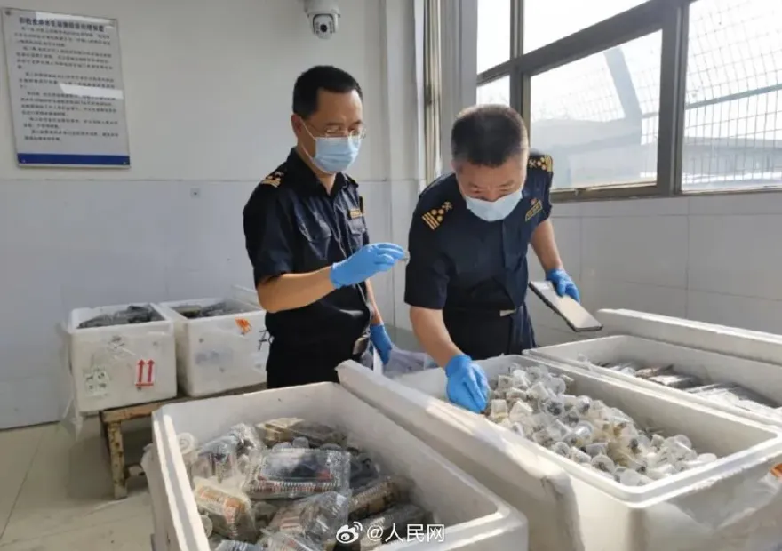 廣州海關查獲違法外來物種「惡魔蟹」　數量多達「5380隻」