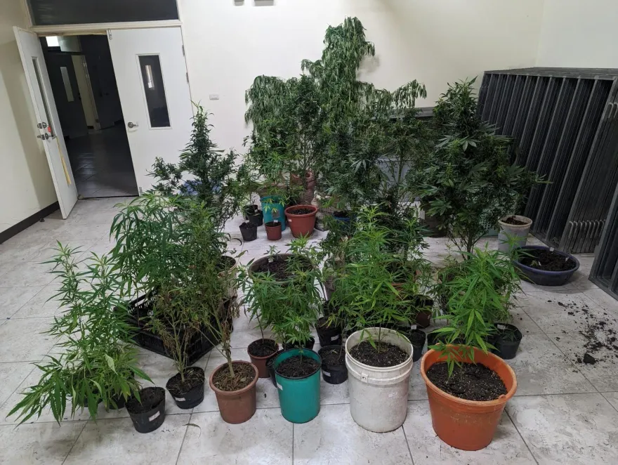 影/從泰國一路種到台灣！工寮、豪宅被改造成大麻「專業溫室」　2人被逮