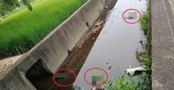 心如刀割！大里大排驚見「9命貓屍」　「腹部腫脹」疑遭下毒