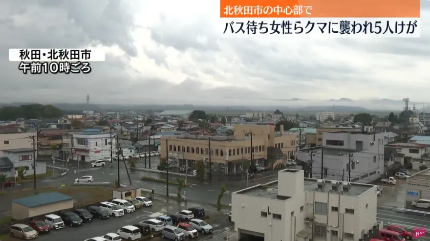 影/日本秋田熊出沒5人陸續遭襲！女高中生等車被熊咬　1人多處骨折傷勢嚴重