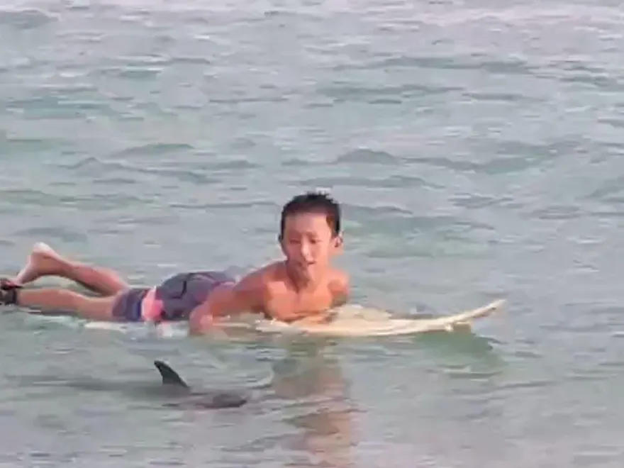 影/墾丁南灣「驚見海豚」！熱情和泳客共舞　疑為脫隊小朋友