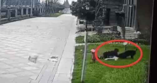2歲女童遭羅威那犬咬傷！各地加大管制「狗嘴套」銷量激增　多間店鋪賣到斷貨