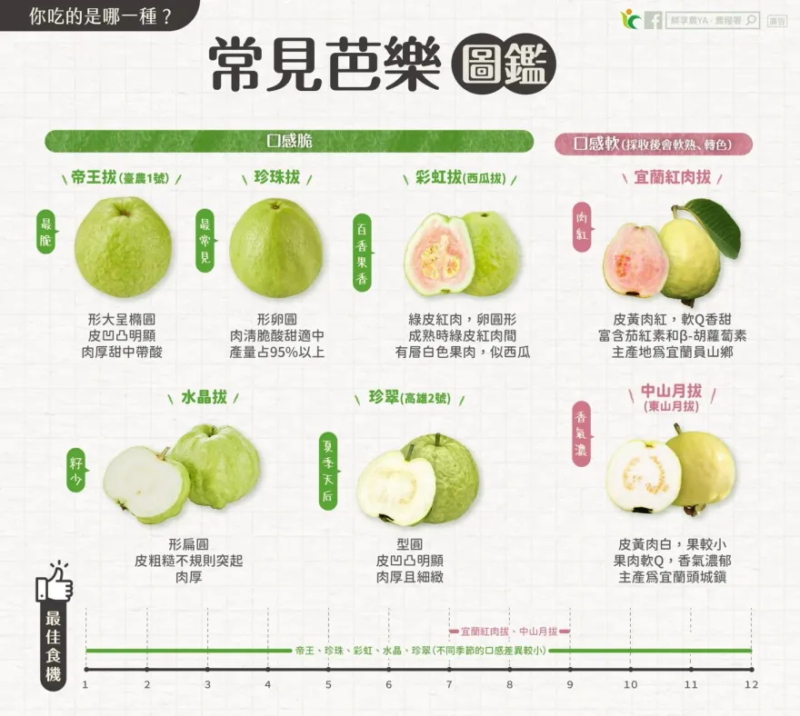帝王拔口感最脆又甜！一張圖分辨台灣芭樂7品種