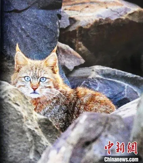影/軟萌「大橘貓」現身冰川景區？研究員細看是「國寶級保育類」超驚喜