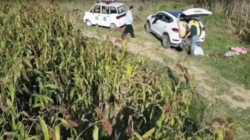 影/扯！執法人員開巡邏車帶人偷高粱　無人機拍下過程…官方辯稱阻掐穗被打臉