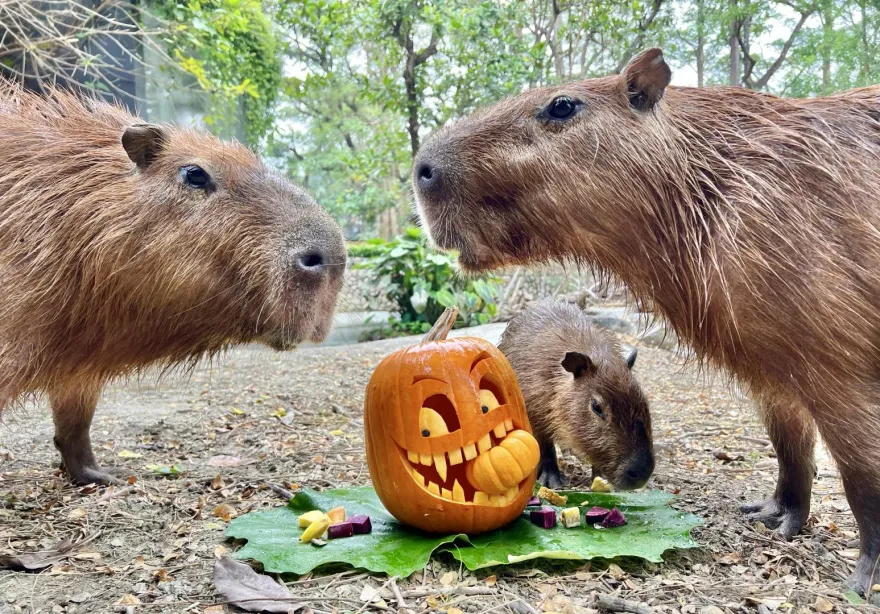 影/週末「動物變裝派對」變裝就能免費入場　壽山動物園親子DIY