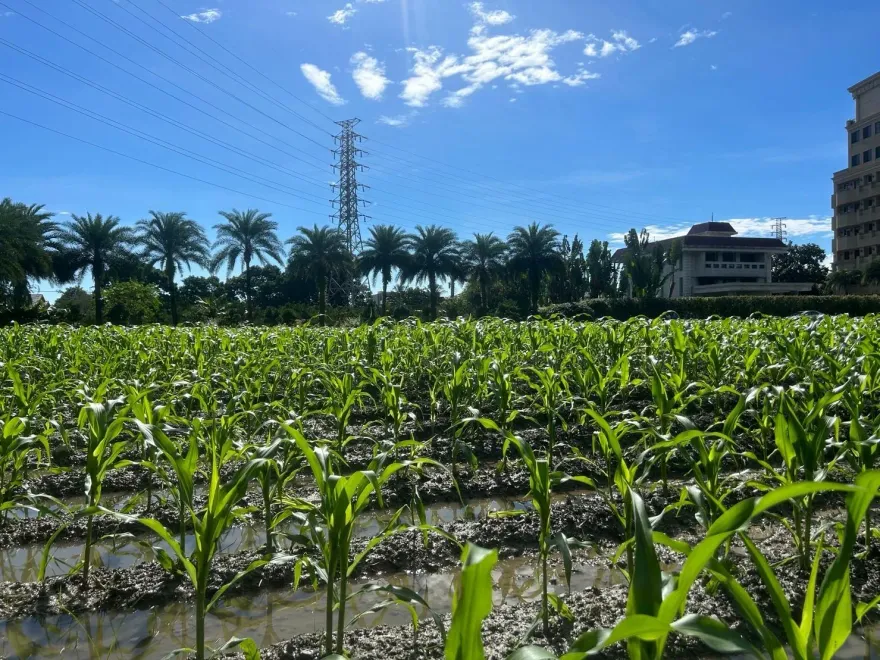 民進黨控傅崐萁及徐榛蔚違法使用農地　國民黨花蓮縣黨部：一切都照規定，沒有特權！