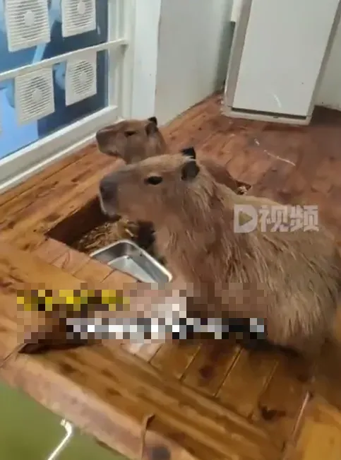 影/調皮水豚君咬開水龍頭導致大淹水　咖啡廳老闆一夜損失22萬元