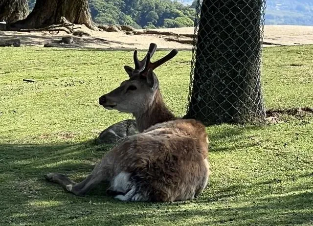 野生動物飼養場員工倒臥血泊中送醫不治　全身多處傷口疑遭鹿攻擊