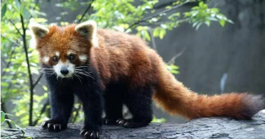北市動物園將引進美、日小熊貓來台　最快年底有好消息