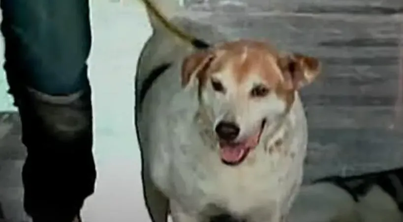 靈犬破案2/手跟頭顱都由狗找出　警跨海採樣找出死者身分