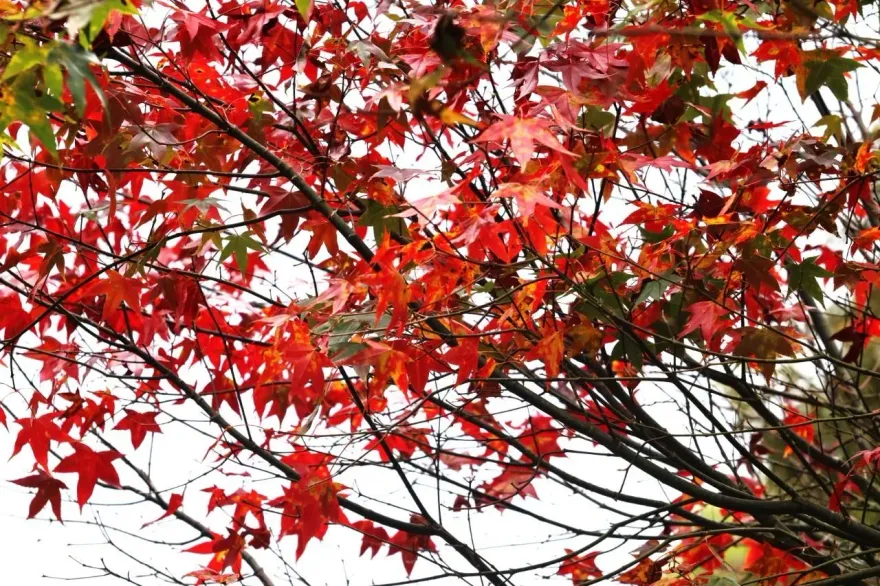 南投漫天紅葉將揭序幕　玉山塔塔加、杉林溪楓紅微露