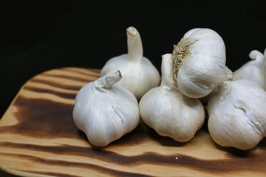 大蒜發芽、變黃還能吃嗎？農糧署曝正解：「軟化」千萬別吃！