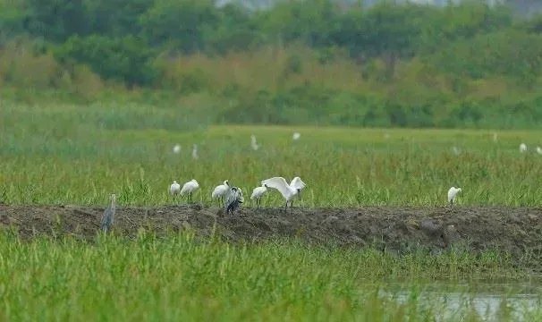 鳥友大砲卡位！高雄茄萣濕地黑面琵鷺、灰澤鵟粉墨登場