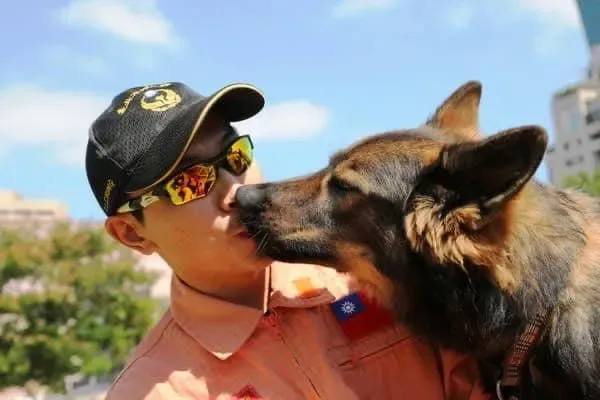 北市「榮譽搜救犬」病逝！曾參與維冠大樓救災　隊員悲痛灑葬獻花