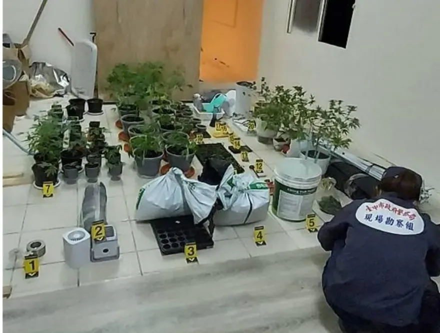 影/揪工友當「自耕農」！新竹木工細心呵護「大麻株」還沒長大就被逮