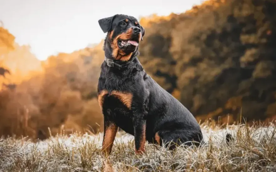 孕婦逛街逛一半！衰遭羅威那犬「天降砸中」　倒地急送醫