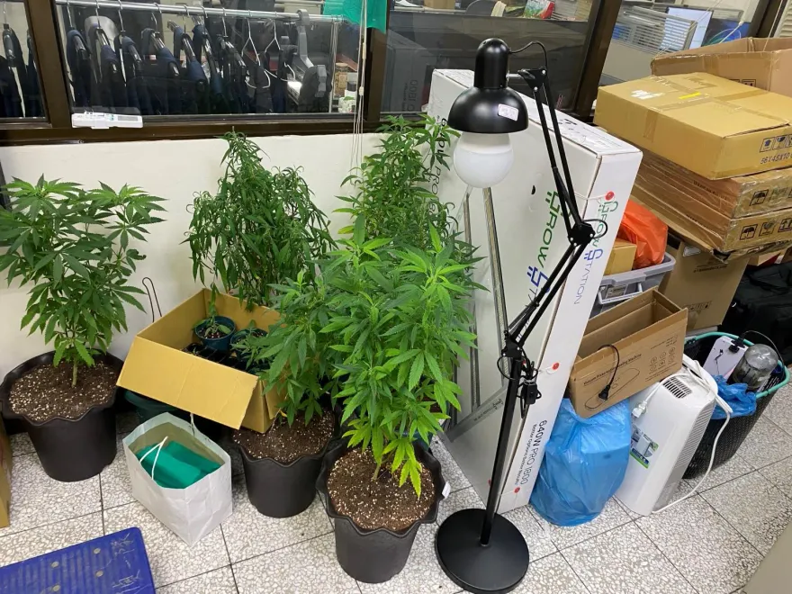 影/公開處決！台中警局進行「大麻告別式」　飄散濃郁九層塔味