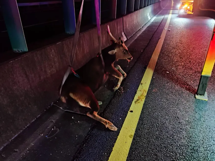 真的是小鹿亂撞！國道8號水鹿闖車道　遭噴飛慘亡車頭也稀爛