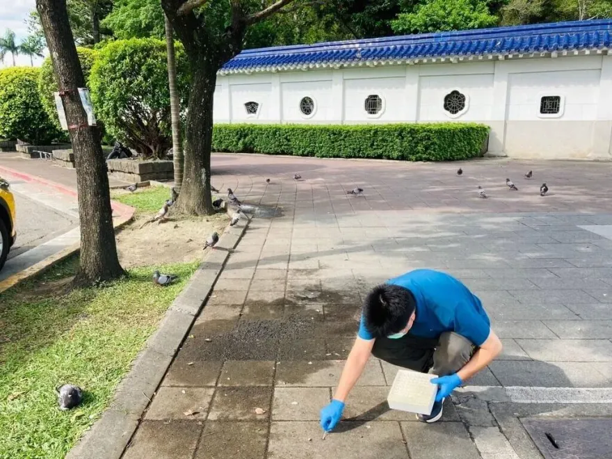 北市採檢禽鳥熱點未驗出流感病毒　呼籲不要購買來路不明禽類商品