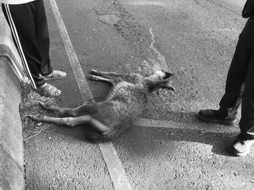 水鹿竄出挨撞橫死路邊！他肇事後逃逸「將吃罰單」　痛心畫面曝光