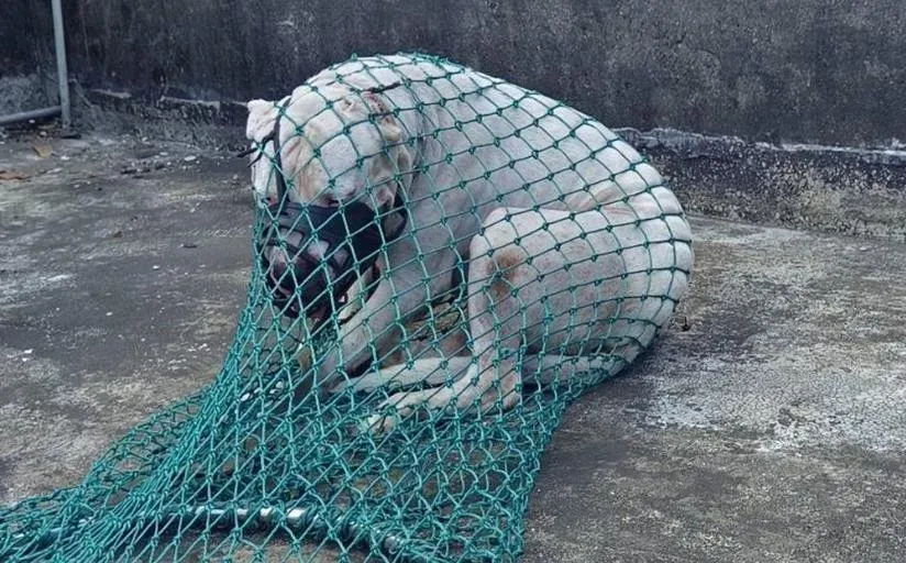 板橋「杜告犬」咬傷博美狗！飼主不繫繩、戴嘴套遭罰48萬　犬隻也遭沒入