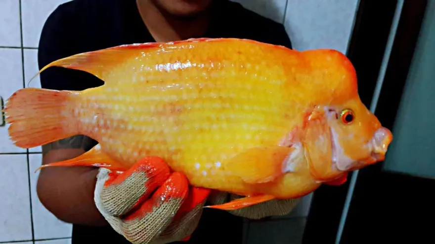 日月潭被「外來種」攻佔！魚虎竟輸給「紅魔鬼」　釣起上萬尾