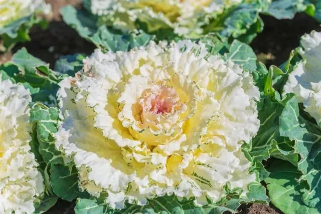 「羽衣甘藍」是超級食物！營養師曝「葉黃素是菠菜2倍」鈣質遠勝於牛奶