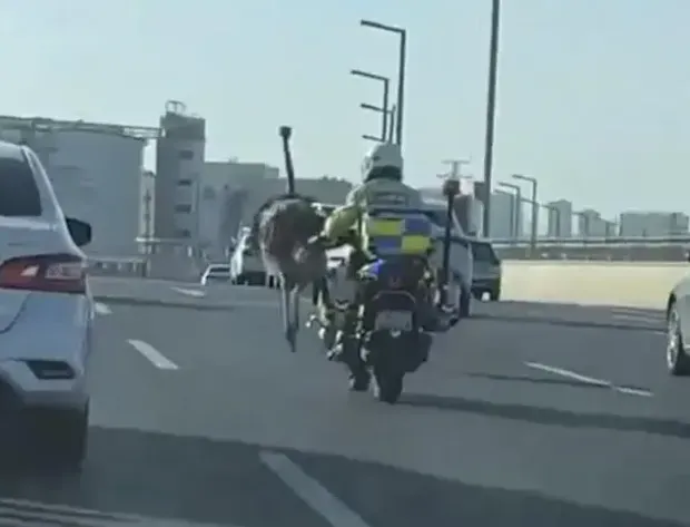 影/鄭州街頭驚見「鴕鳥狂奔」！交警一路默默守護...網友調侃：上班趕打卡？