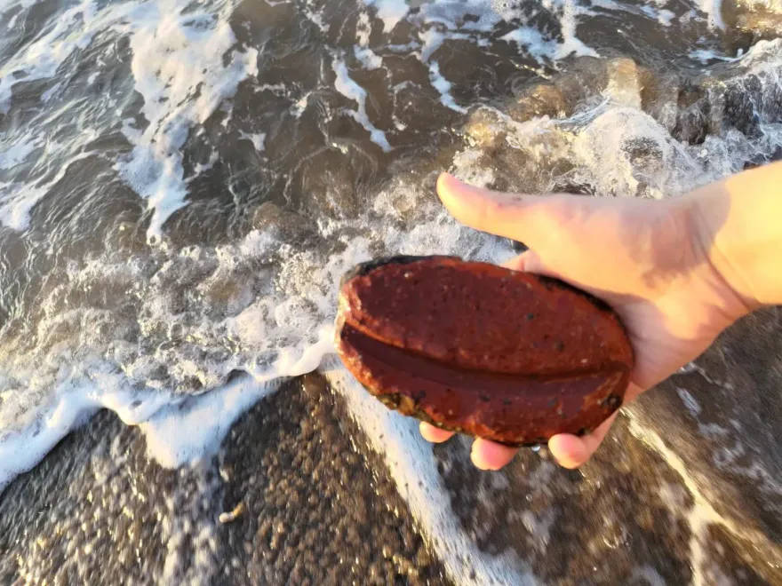 她在海邊「撿到烏魚子」！肥美畫面曝光　網驚：從柬埔寨來的？