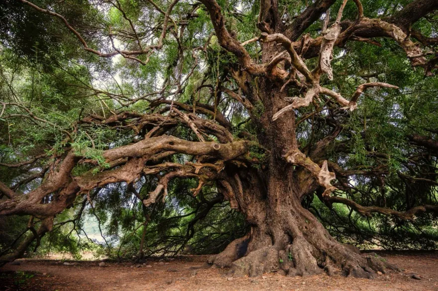 暖化害「液態黃金」翻倍漲！地中海竊賊　砍百年橄欖樹變現